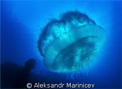Jelly fish on East Tangat Wreck, Coron Bay by Aleksandr Marinicev 